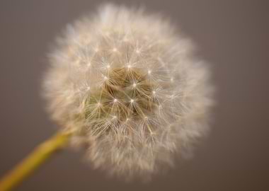 Taraxacum officinale macro