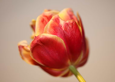 Tulip flowering close up