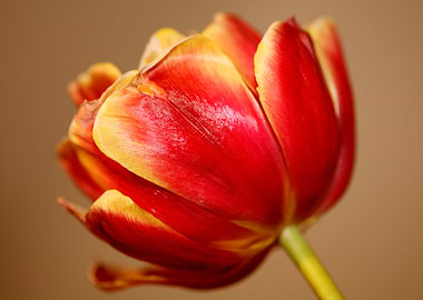Tulip flower blossoming