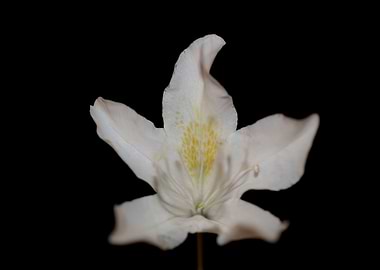 White rhododendron flower