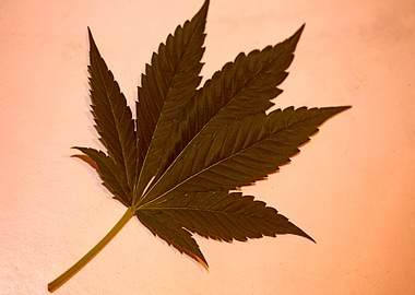 Marihuana green leaf macro