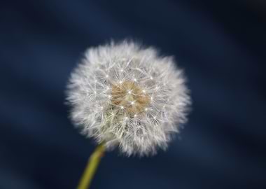 Taraxacum flowering macro