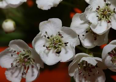 Crataegus monogyna blossom