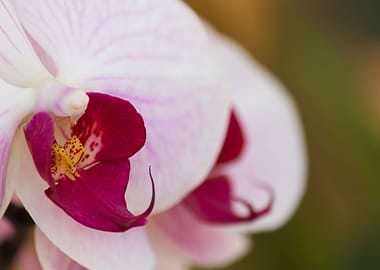 orchid in the garden