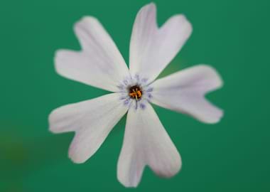 Phlox flower blossom macro