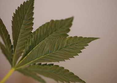 Cannabis leaf close up