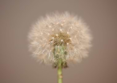 Taraxacum officinale macro