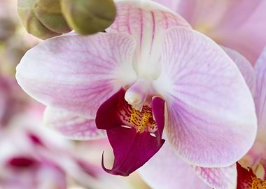 orchid in the garden