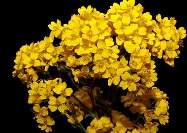 Yellow flowering Aurinia