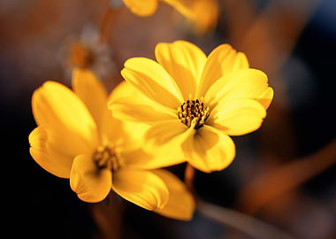 Yellow flower,macro garden