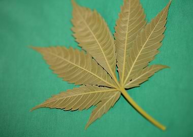 Marihuana green leaf macro