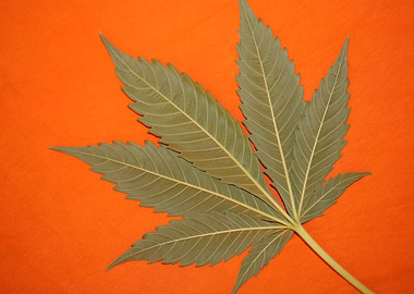 Marihuana leaf wall poster