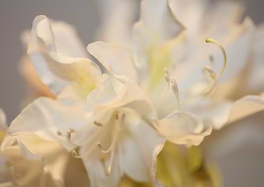 Rhododendron blossoming