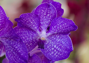 orchid in the garden