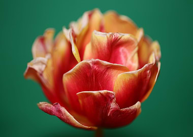 Tulipa close up background