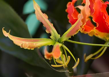 orchid in the garden