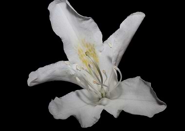 White rhododendron flower