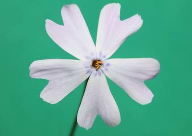 Phlox flower blossom macro