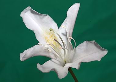 Rhododendron white floral