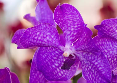 orchid in the garden