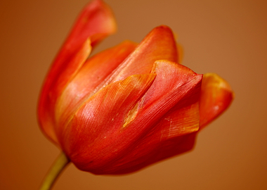 Tulip flower blossoming