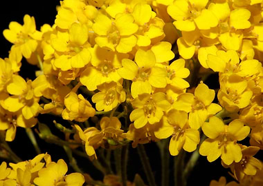 Aurinia flower background