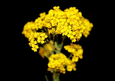 Yellow flowering Aurinia