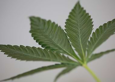 Cannabis leaf close up
