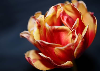 Tulipa blossom liliaceae