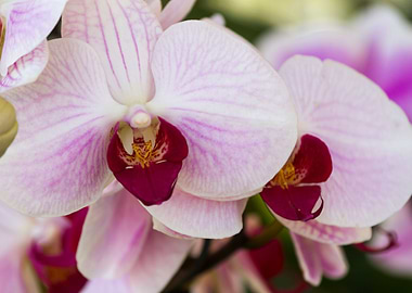 orchid in the garden