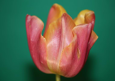 Tulipa blossom liliaceae