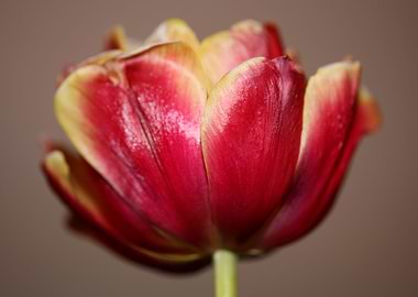 Tulipa close up background