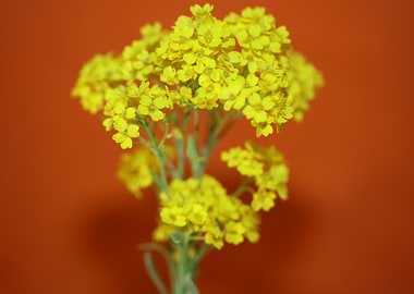 Aurinia saxatilis close up