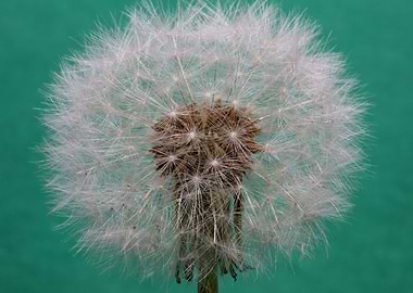 Dandelion flower close up