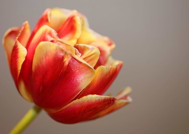 Tulip flowering close up