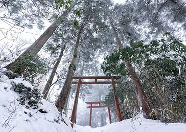Torii Gate in the woods