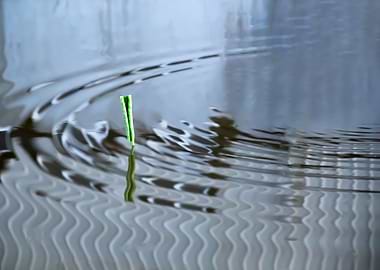 Dance of the Lotus Shadow