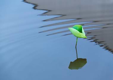 Dance of the Lotus Shadow