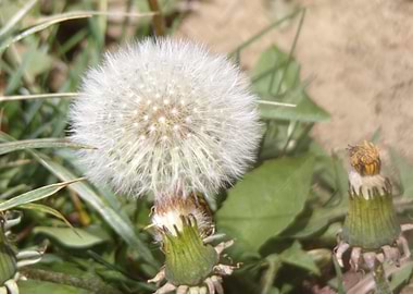 Dandelion