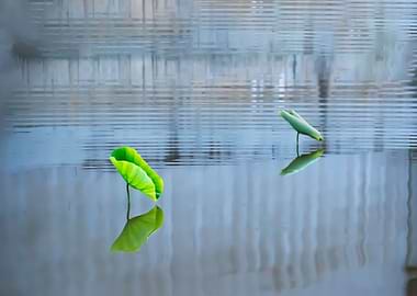 Dance of the Lotus Shadow
