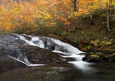 A stream full of autumn