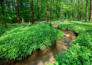 Spring forest, tree, river