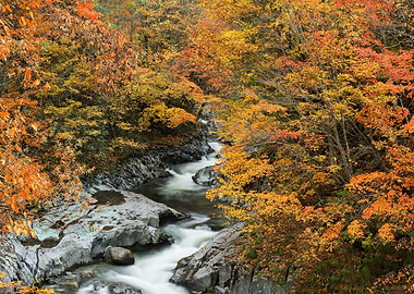A stream full of autumn