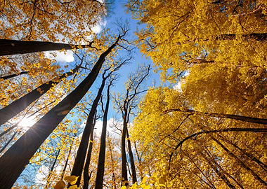 Autumn forest, sunlight
