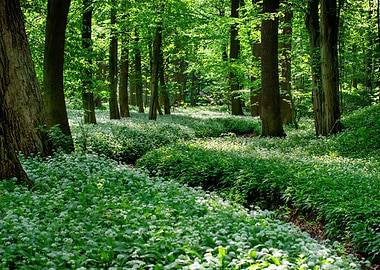 Spring forest, tree, river