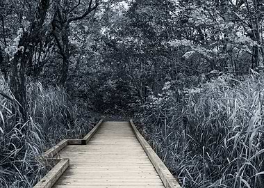 wooden walkway