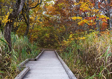 A stream full of autumn