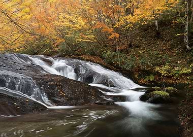 A stream full of autumn