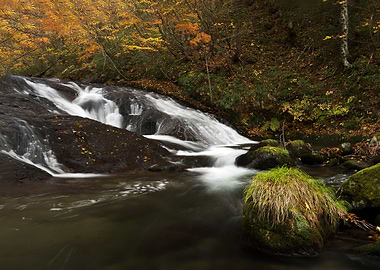 A stream full of autumn