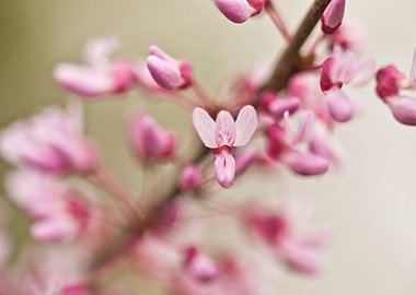 Redbuds in bloom